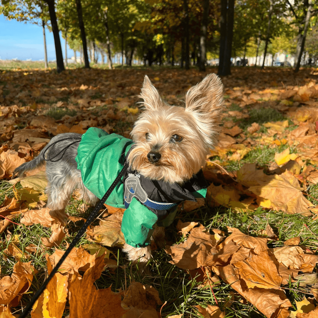 Roupa para Cachorro The Dog Face