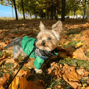 Roupa para Cachorro The Dog Face